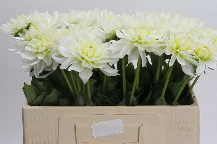 <h4>Dahlia Karma M. Zwaan</h4>