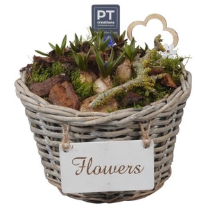PTMB6227 Arrangement Muscari Blue in riet mand