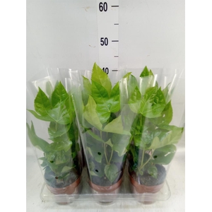 Fatsia japonica   ...