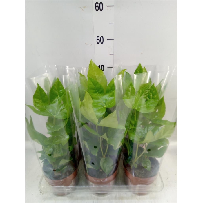 <h4>Fatsia japonica   ...</h4>