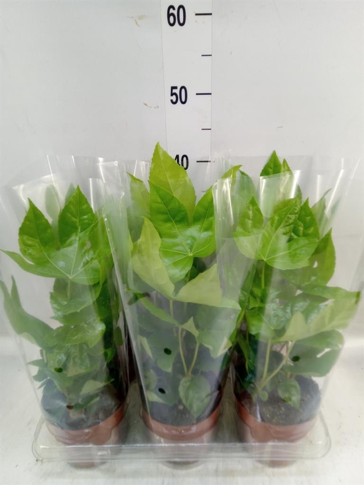 <h4>Fatsia japonica   ...</h4>