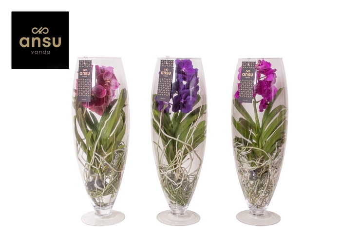 Vanda champagne mix 24Ø 70cm