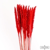 Dried Fluffy Pampas Red Bunch Slv