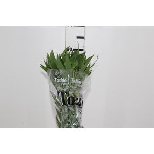 ALSTROEMERIA WHITNEY 080 CM
