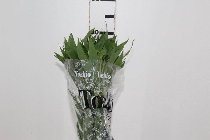 <h4>ALSTROEMERIA WHITNEY 080 CM</h4>