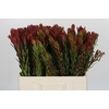 Leucadendron Safari Sunset