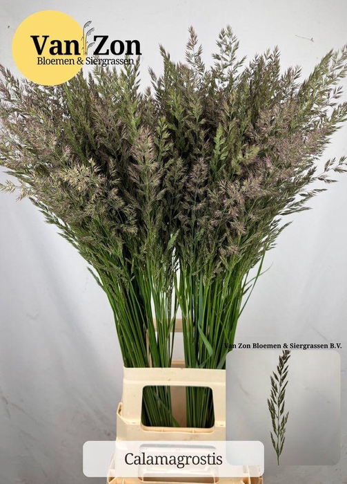 <h4>Calamagrostis Brachytricha</h4>