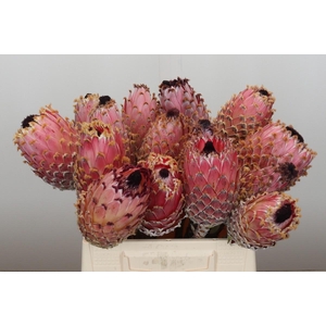 Protea Barbigera No leaves