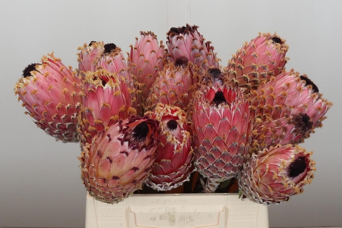 <h4>Protea Barbigera No leaves</h4>