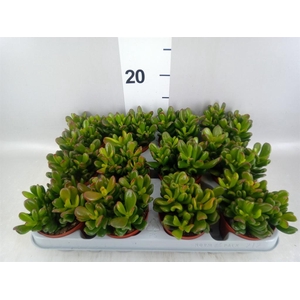 Crassula ovata 'Gandalf'
