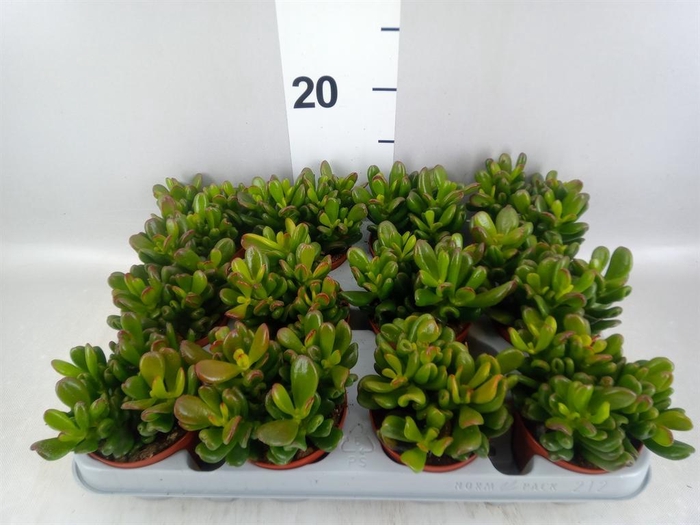 <h4>Crassula ovata 'Gandalf'</h4>