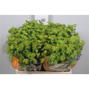 Bupleurum Rotundifol