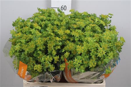 <h4>Bupleurum Rotundifol</h4>