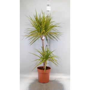 Dracaena marg. 'Sunray'