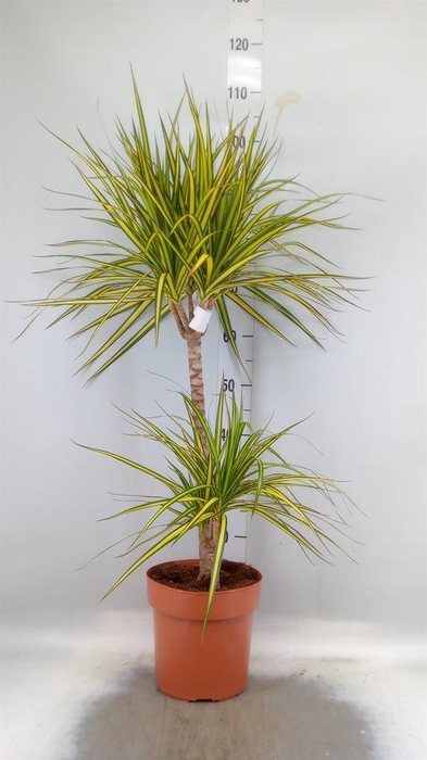 <h4>Dracaena marg. 'Sunray'</h4>