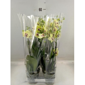 Phalaenopsis multi. 'FC Dp Secret'