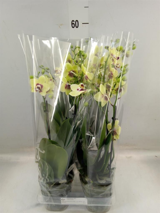 <h4>Phalaenopsis multi. 'FC Dp Secret'</h4>
