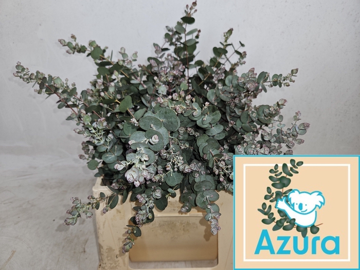 <h4>EUCA GU AZURA</h4>