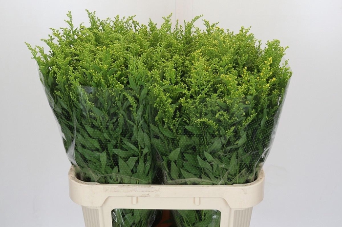 <h4>SOLI GOLDEN GLORY</h4>