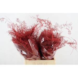 Asp IT Ex Veren Rood