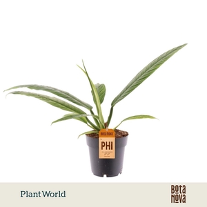 Philodendron Campii