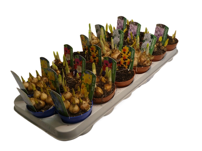 <h4>Bollen mix 9cm</h4>