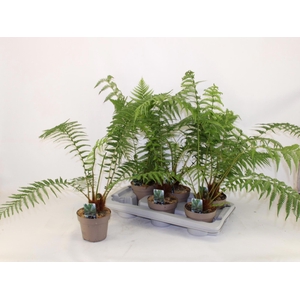 DICKSONIA ANTARCTICA