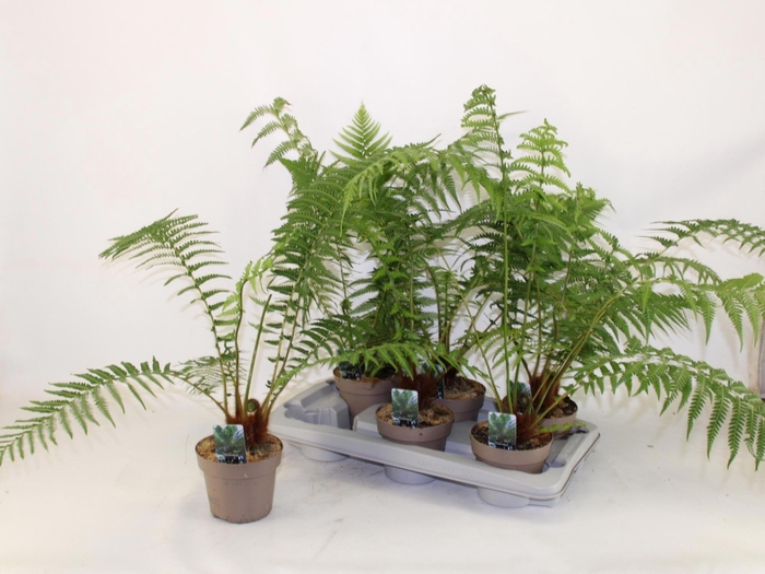 <h4>DICKSONIA ANTARCTICA</h4>