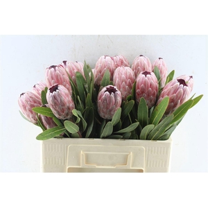 PROTEA PINK ICE