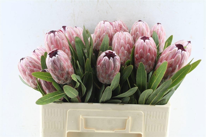 <h4>Protea Pink Ice</h4>