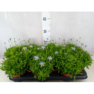 Felicia amell. 'Felicitara Blue'