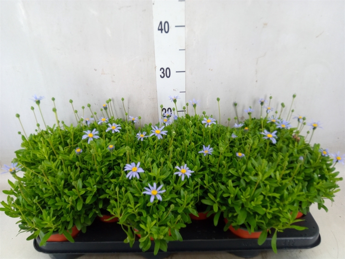 <h4>Felicia amell. 'Felicitara Blue'</h4>