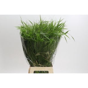 Panicum Fountain