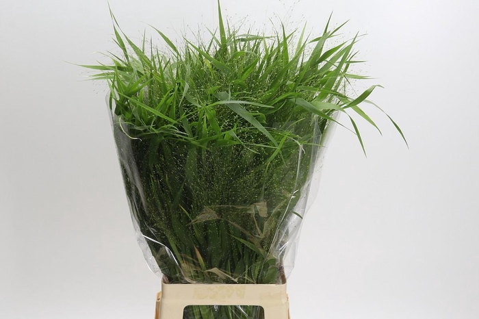 <h4>Panicum Fountain</h4>