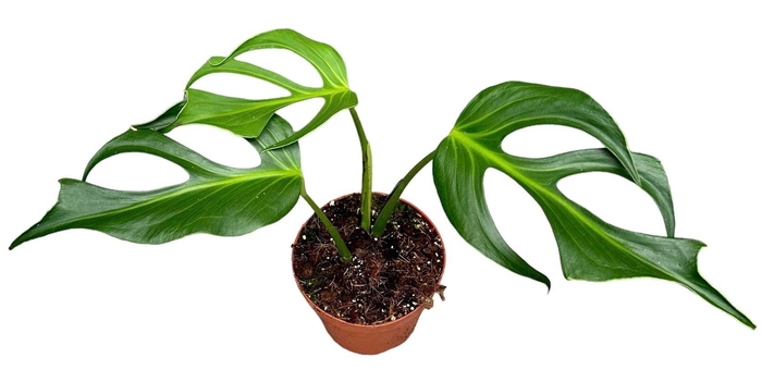 <h4>Monstera Burle Marx Flame</h4>