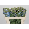 Oxypetalum Tweedia Blue