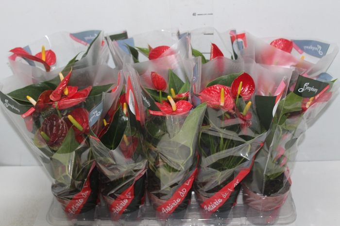 <h4>ANTHURIUM RED SUCCESS P12</h4>