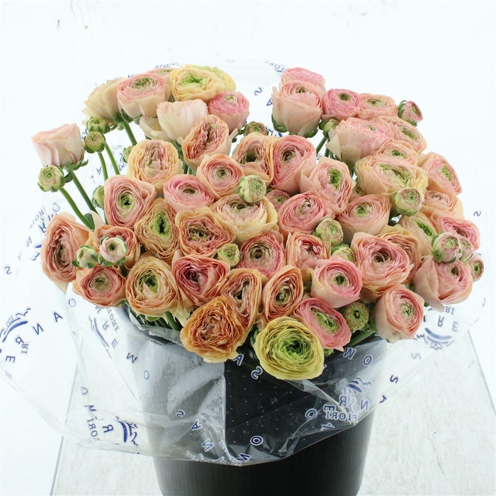 <h4>Ran Su Sr Tuareg Super</h4>