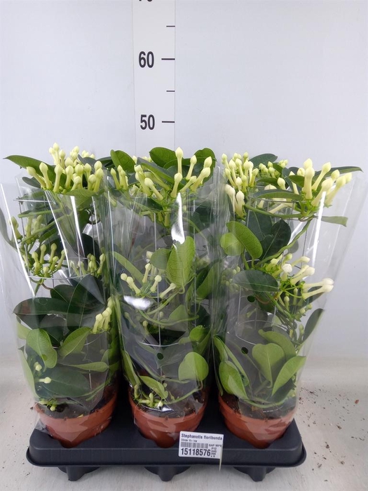 <h4>Stephanotis floribunda   ...</h4>
