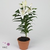 Lilium Oriental Sunny Bahamas 13Ø 42cm 3st