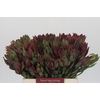 Leucadendron Senorita