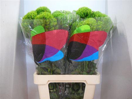 <h4>Di Barb Kiwi Mellow</h4>