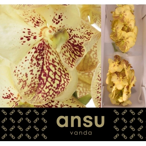 Vanda Sunanda Yellow Henna