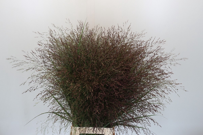 <h4>Panicum Warrior</h4>