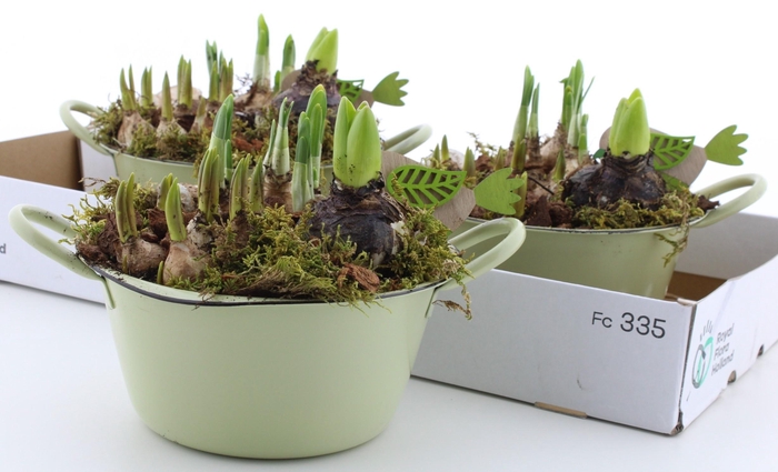 <h4>BOLBLOEMEN OV</h4>