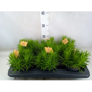 Senecio archeri 'Himalaya'