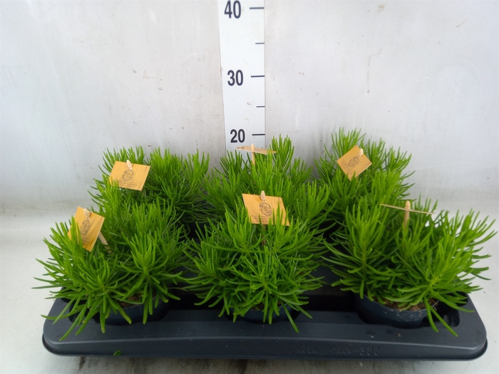 <h4>Senecio archeri 'Himalaya'</h4>