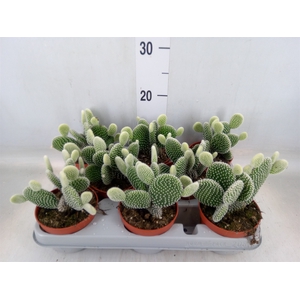 Opuntia microdasys 'Albispina'