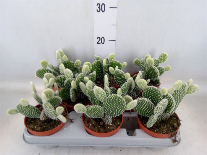 <h4>Opuntia microdasys 'Albispina'</h4>