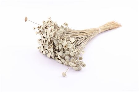 <h4>Dried Botao White Bunch Slv</h4>